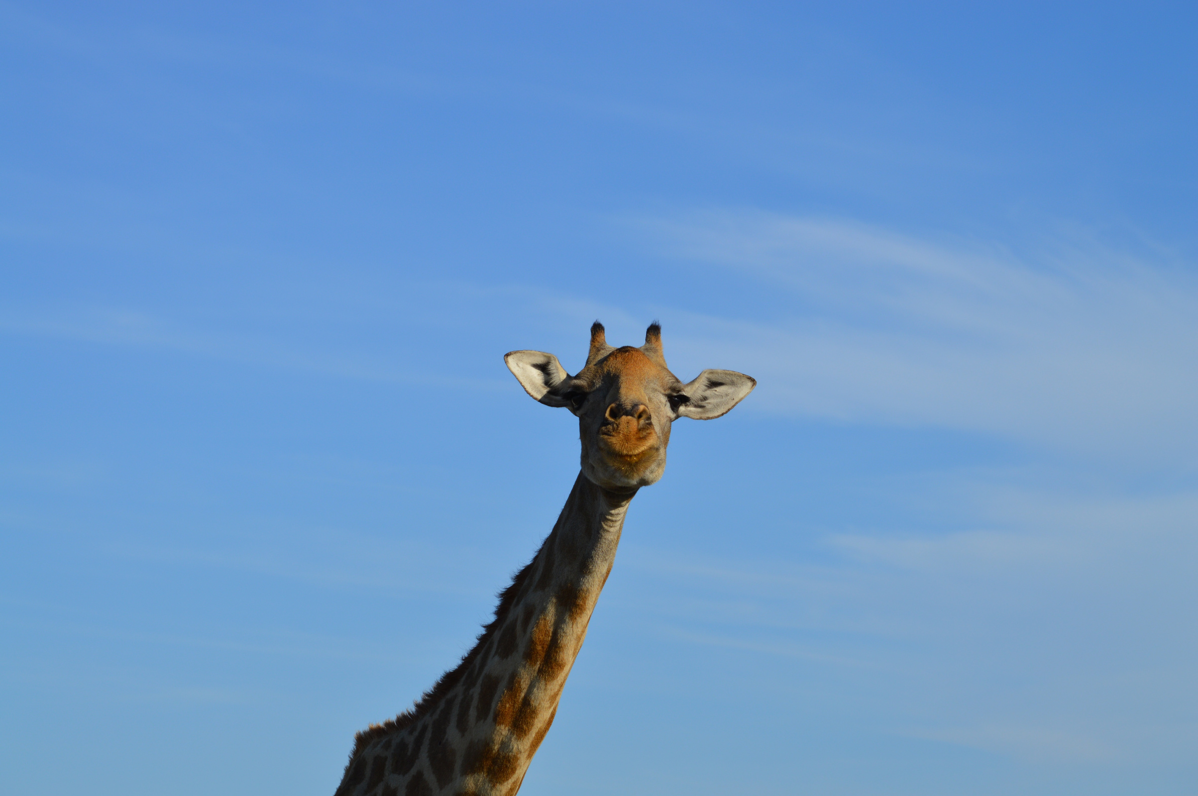 Giraffe, Head, Africa, Animal, Blue